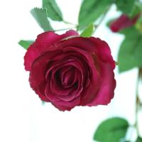 uploads/erp/collection/images/Home Garden/CongDing/XU0611537/img_b/XU0611537_img_b_3